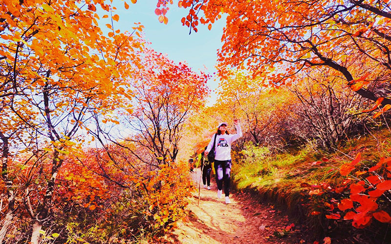 平博88佛照山秋季漫山红叶，供游客免费观赏